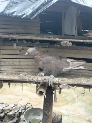 Pigeons for sale
