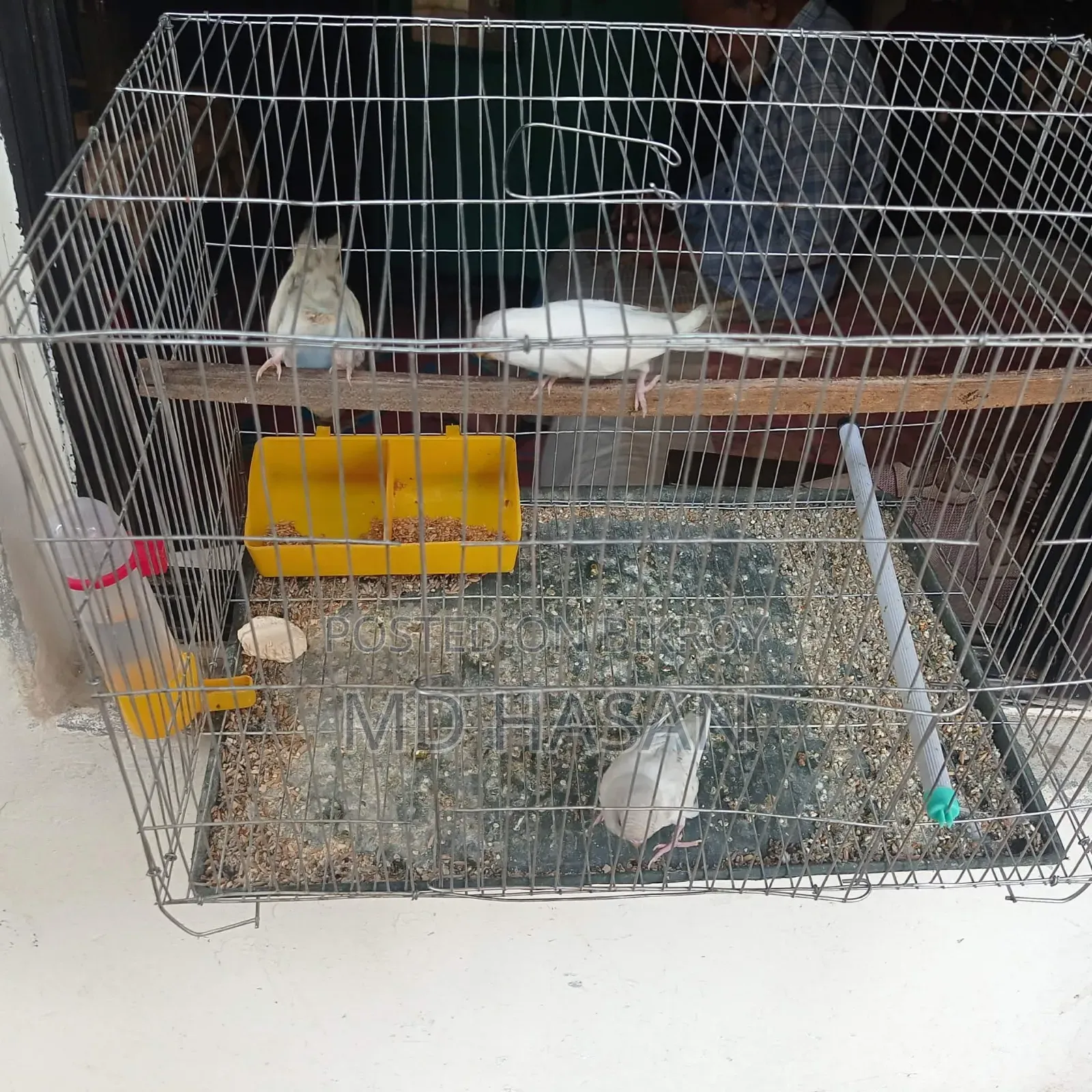 Budgerigar Bird