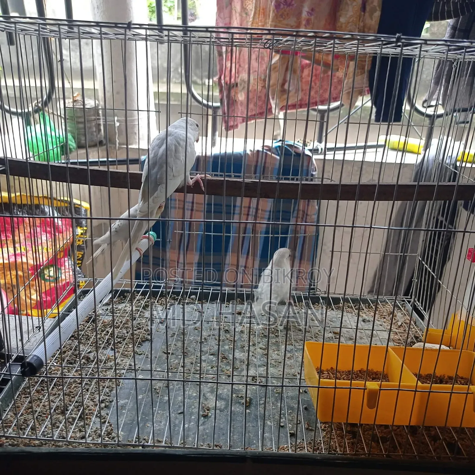 Budgerigar Bird