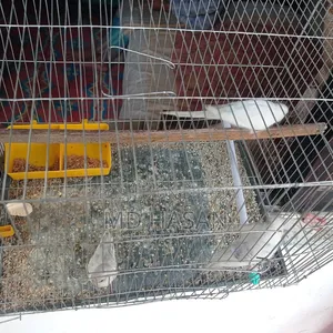 Budgerigar Bird