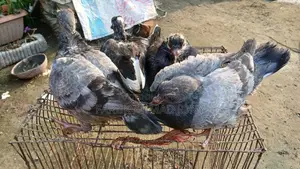৪ পিছ কবুতর বাচ্চা
