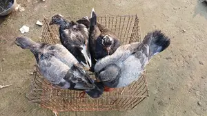 ৪ পিছ কবুতর বাচ্চা