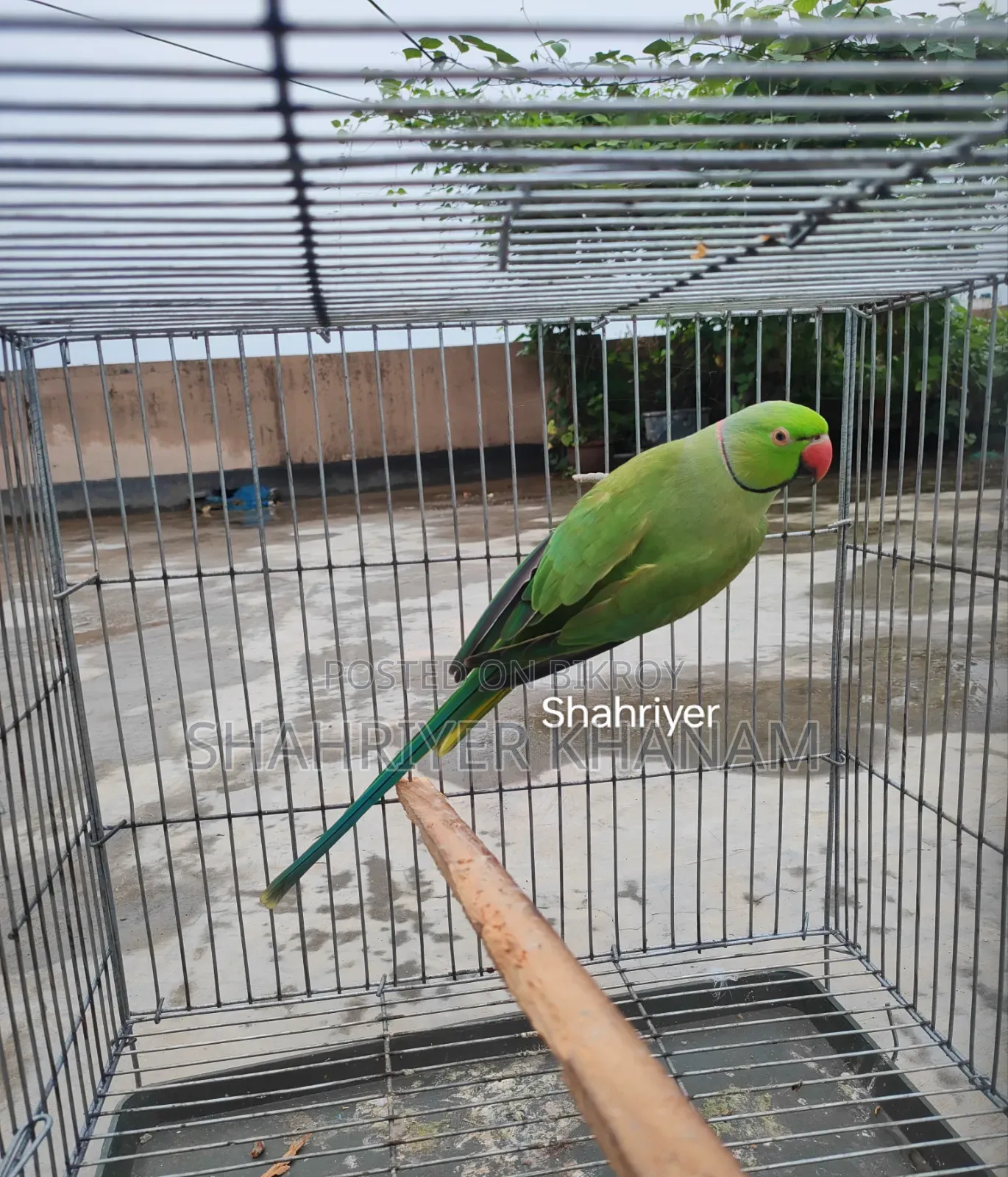 ইন্ডিয়ান রিংনেট রানিং মেল।