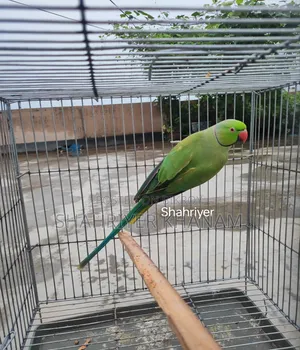 ইন্ডিয়ান রিংনেট রানিং মেল।
