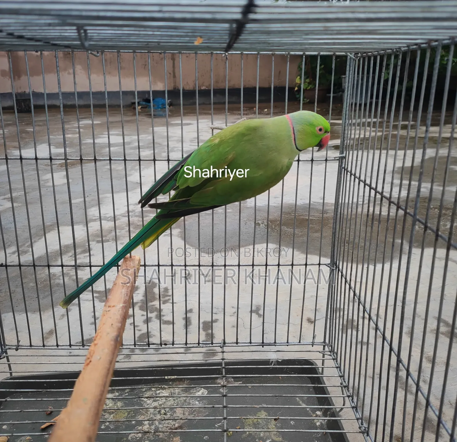 ইন্ডিয়ান রিংনেট রানিং মেল।