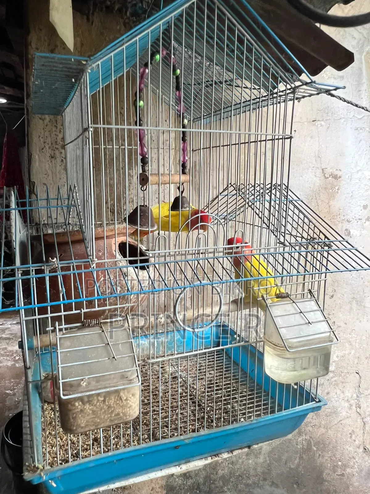 Love Birds(Red Head Opaline)
