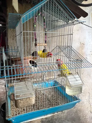 Love Birds(Red Head Opaline)