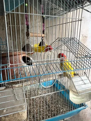 Love Birds(Red Head Opaline)