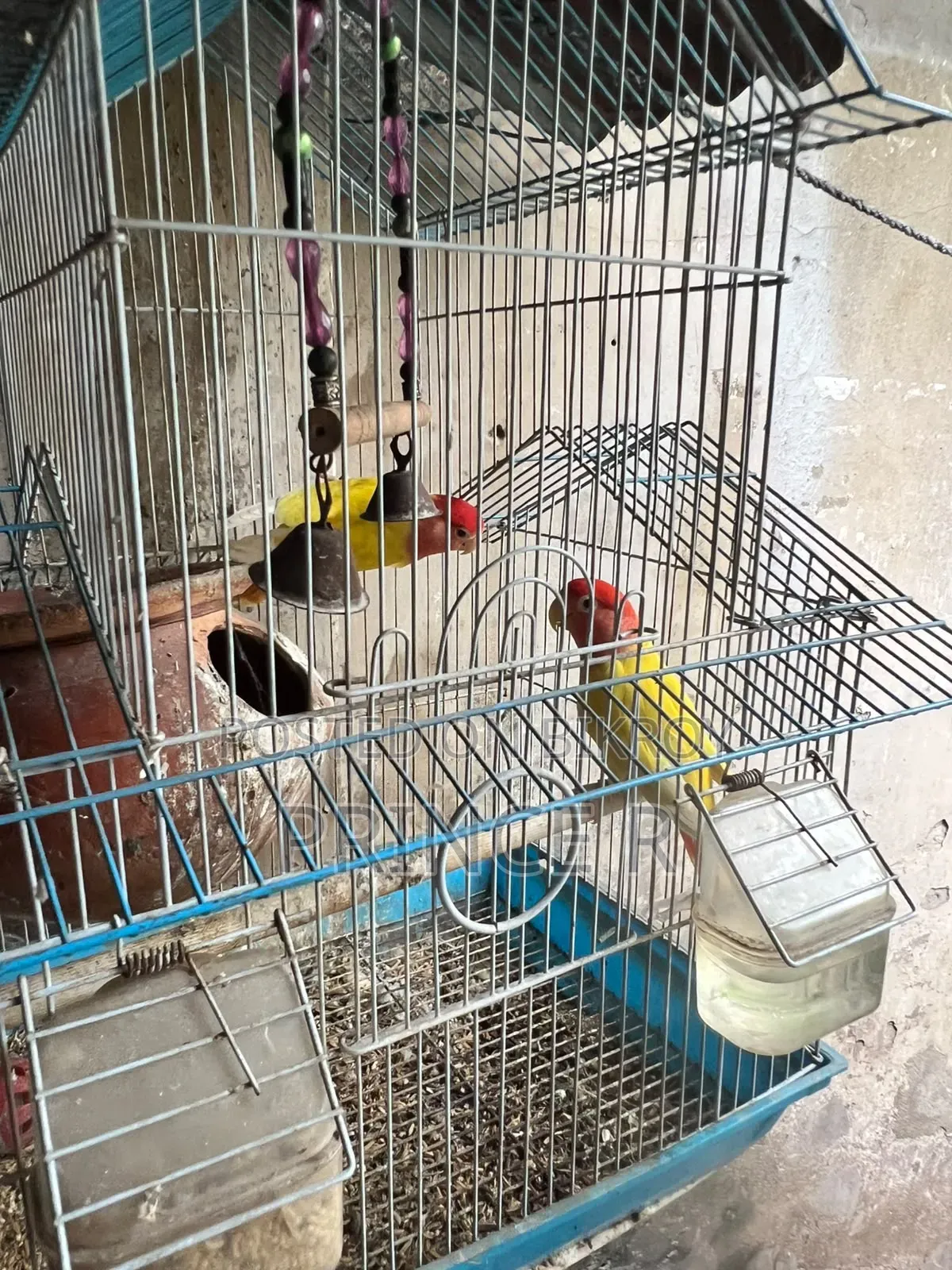 Love Birds(Red Head Opaline)