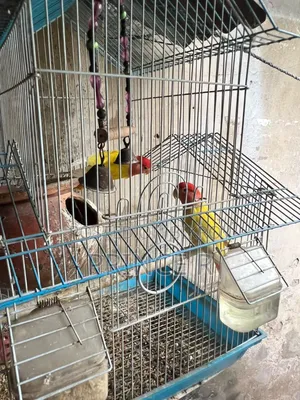 Love Birds(Red Head Opaline)
