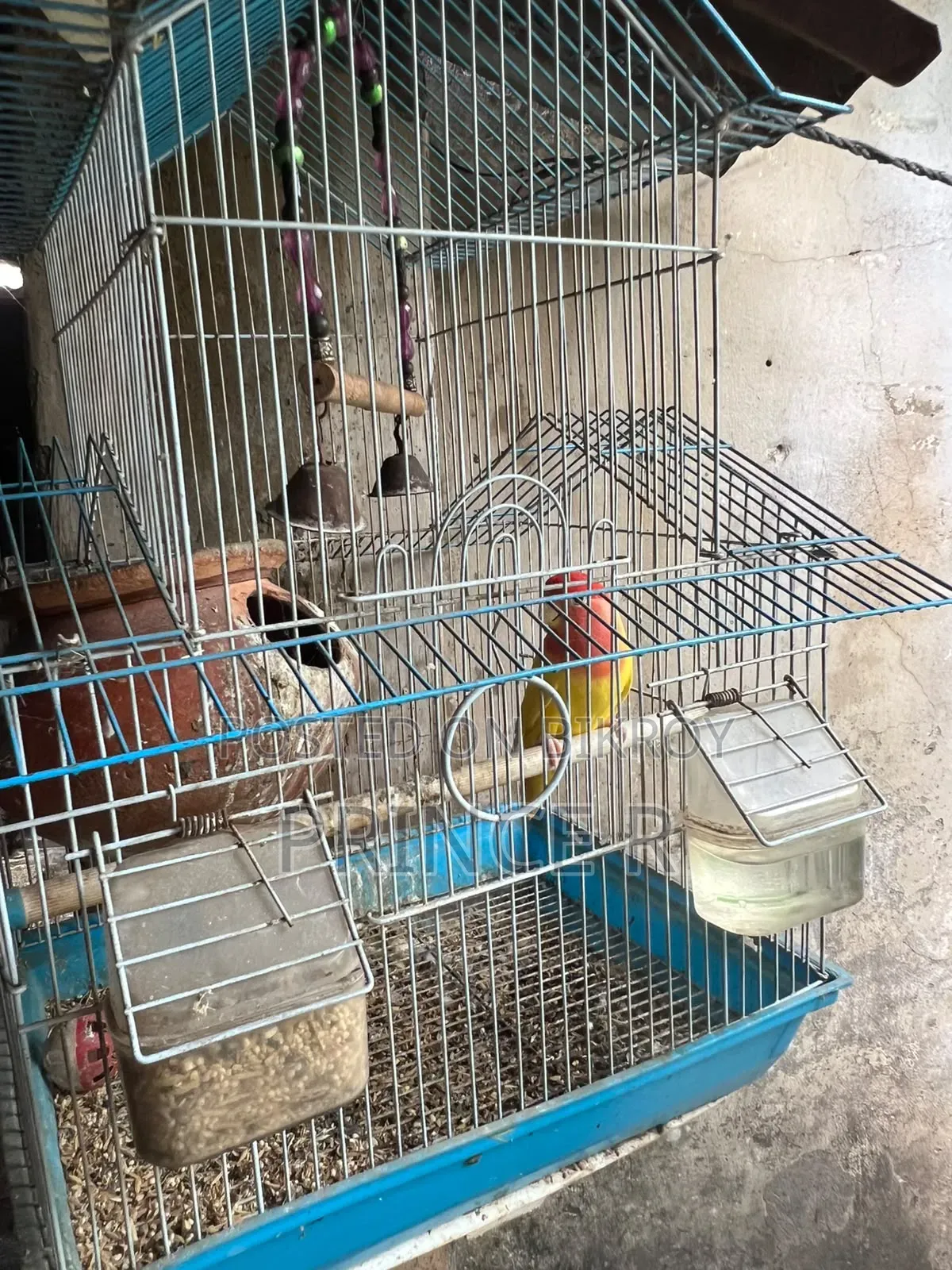 Love Birds(Red Head Opaline)