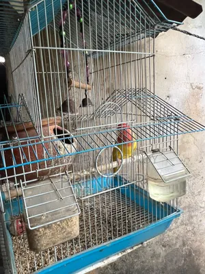 Love Birds(Red Head Opaline)
