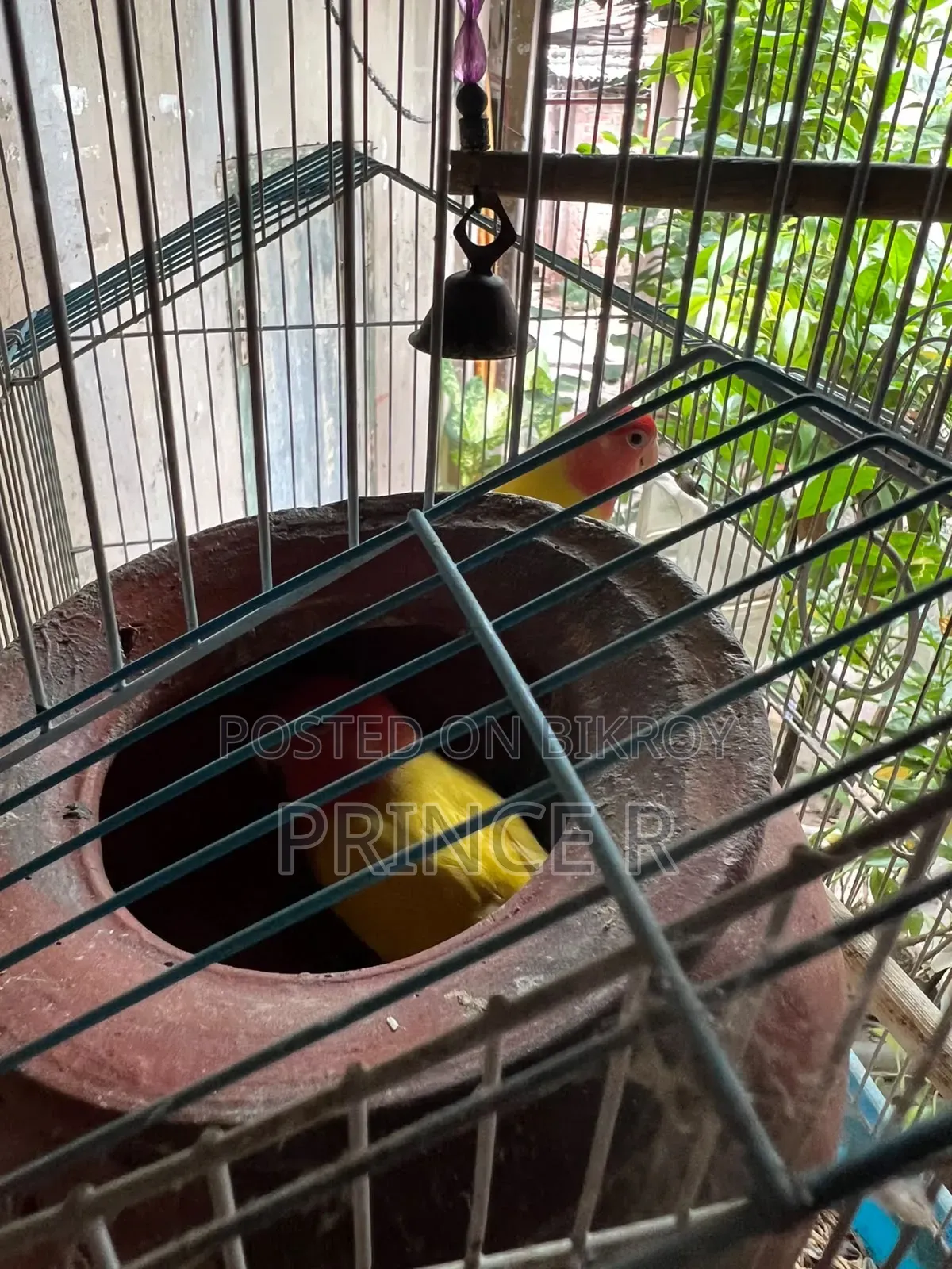 Love Birds(Red Head Opaline)