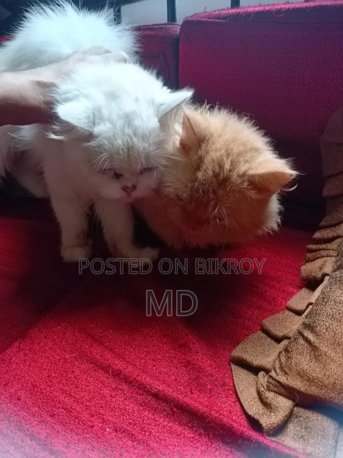 6-12 Months Male Purebred Persian
