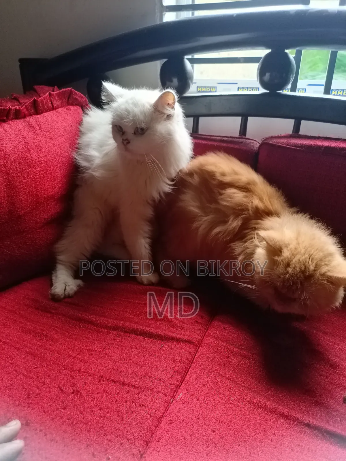 6-12 Months Male Purebred Persian