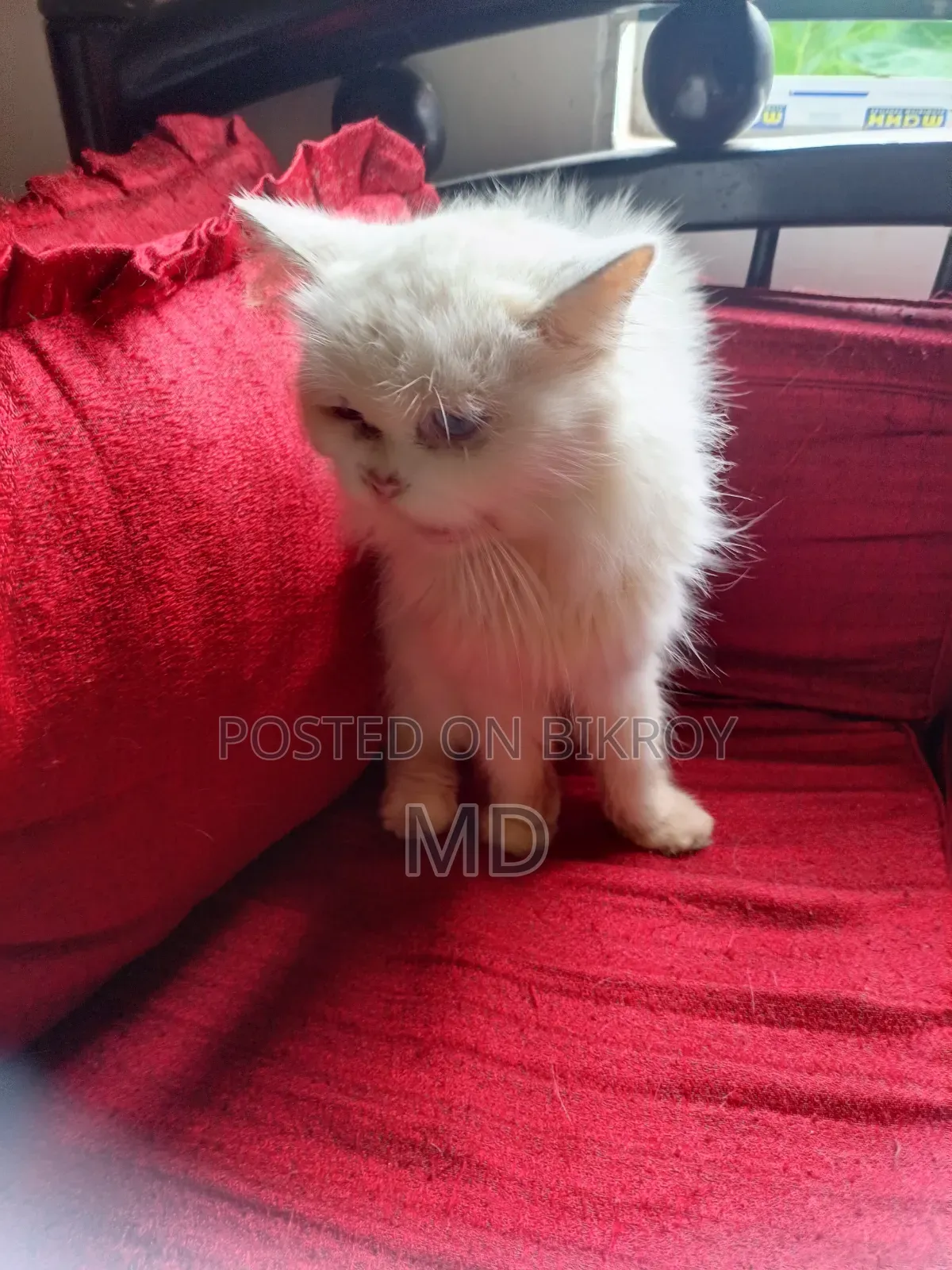 6-12 Months Male Purebred Persian