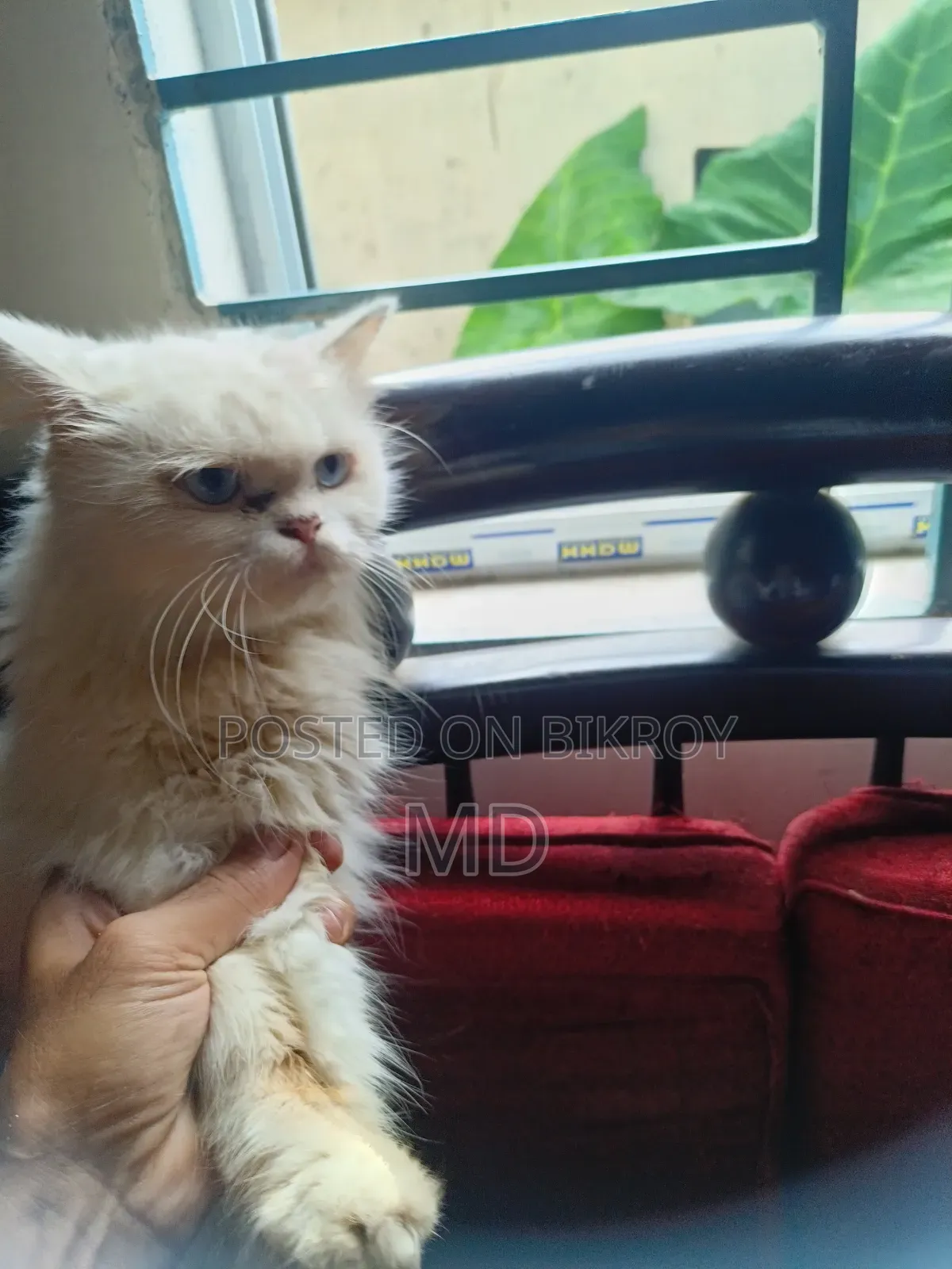 6-12 Months Male Purebred Persian
