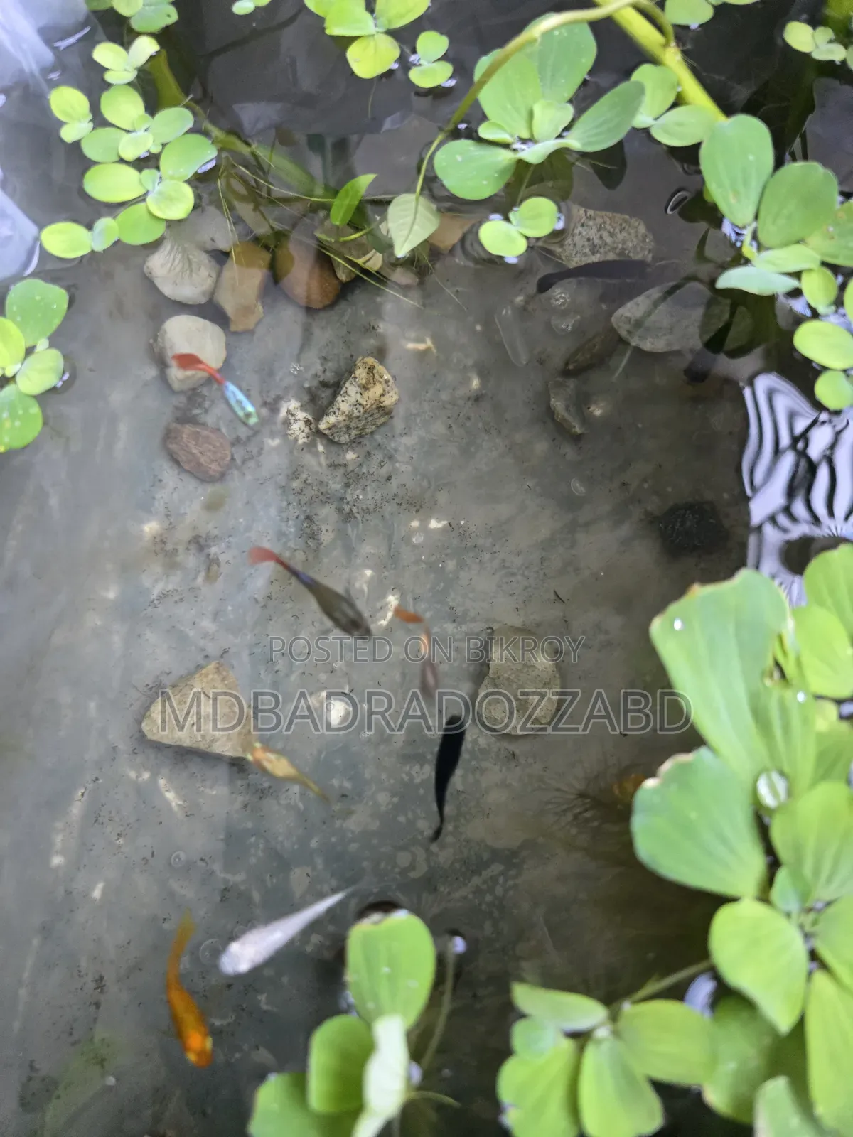 একুরিয়াম মাছ