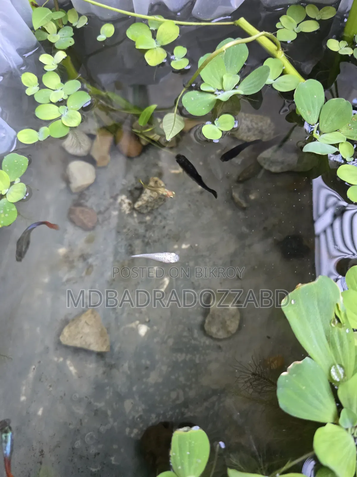 একুরিয়াম মাছ