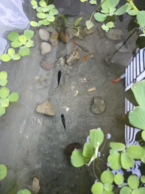 একুরিয়াম মাছ