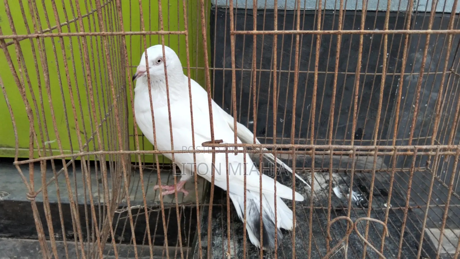 কালদম মাদী
