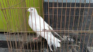 কালদম মাদী