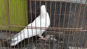 কালদম মাদী