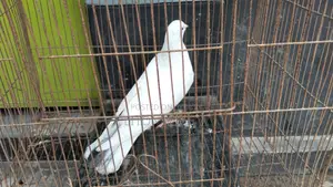 কালদম মাদী