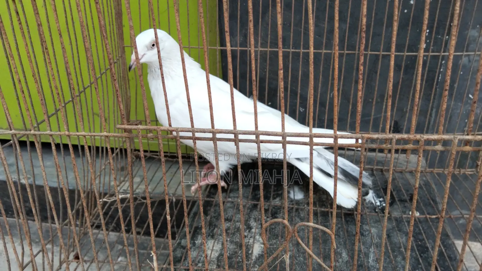 কালদম মাদী