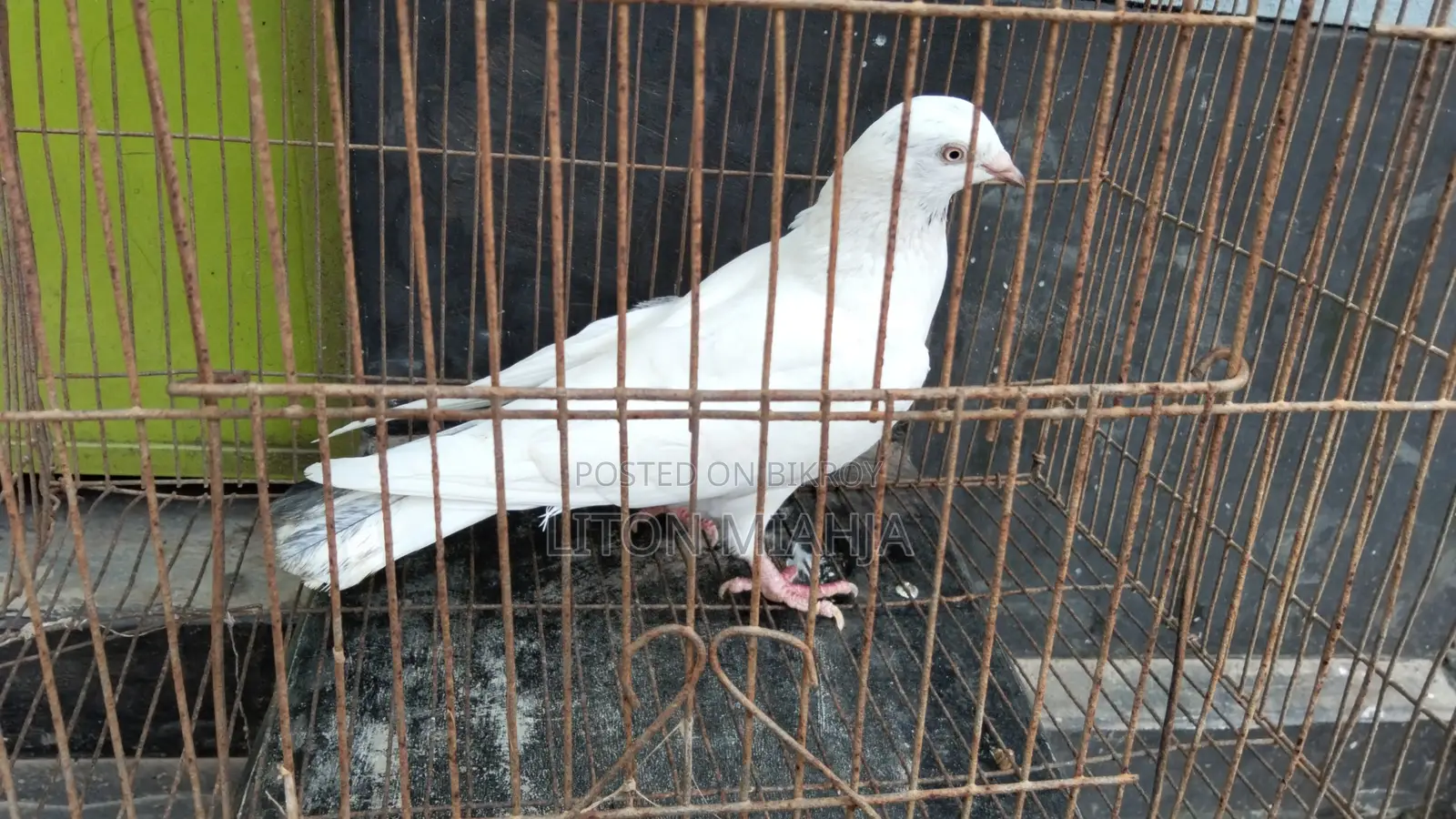 কালদম মাদী