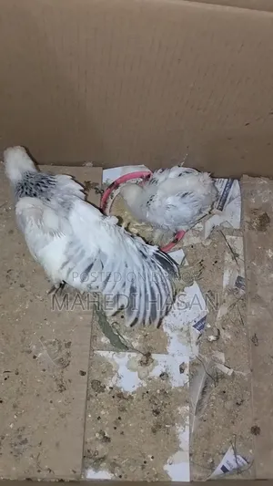 কলম্বিয়ান লাইট ব্রাহমা