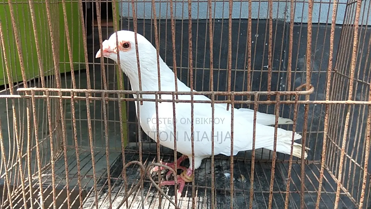 রানিং সাদা বার হোম নর