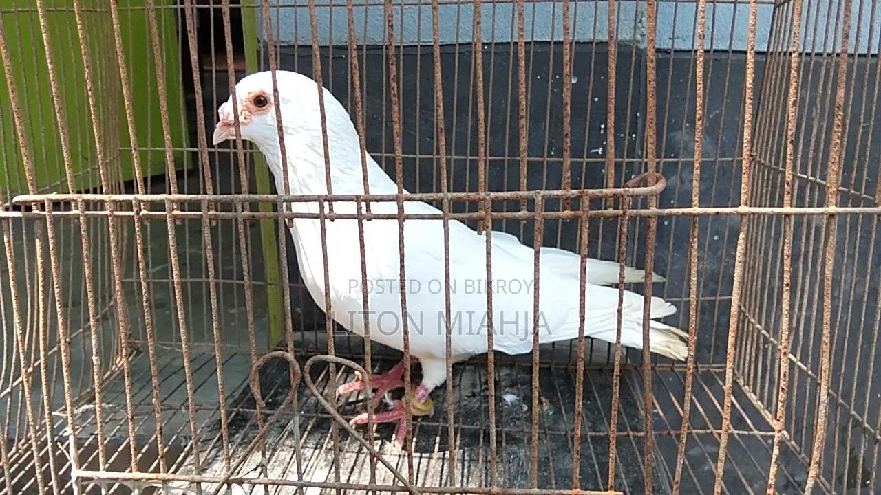 রানিং সাদা বার হোম নর