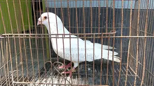রানিং সাদা বার হোম নর