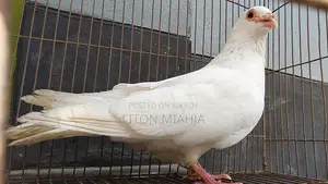 রানিং সাদা বার হোম নর