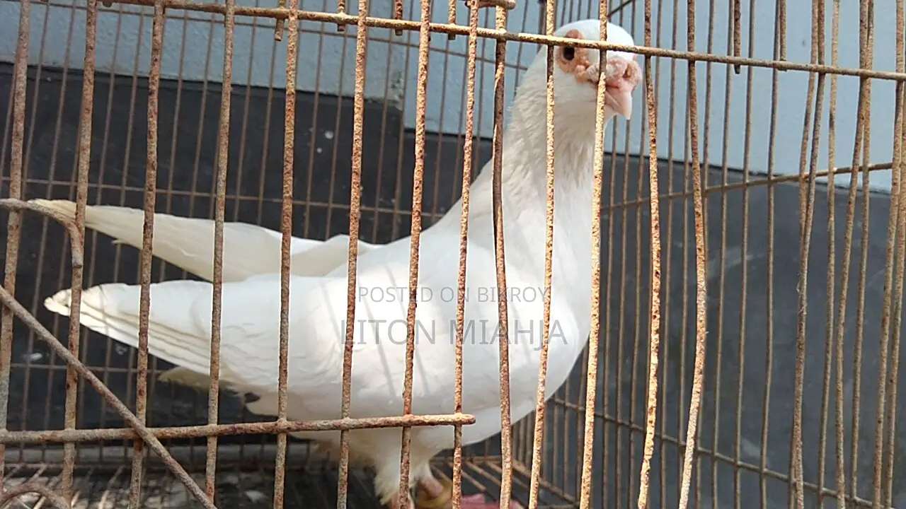 রানিং সাদা বার হোম নর