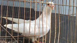 রানিং সাদা বার হোম নর
