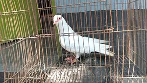 রানিং সাদা বার হোম নর