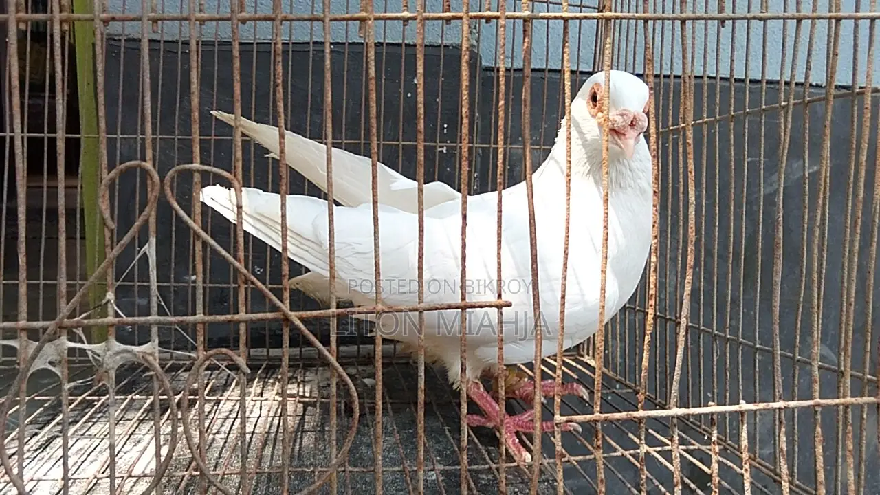 রানিং সাদা বার হোম নর