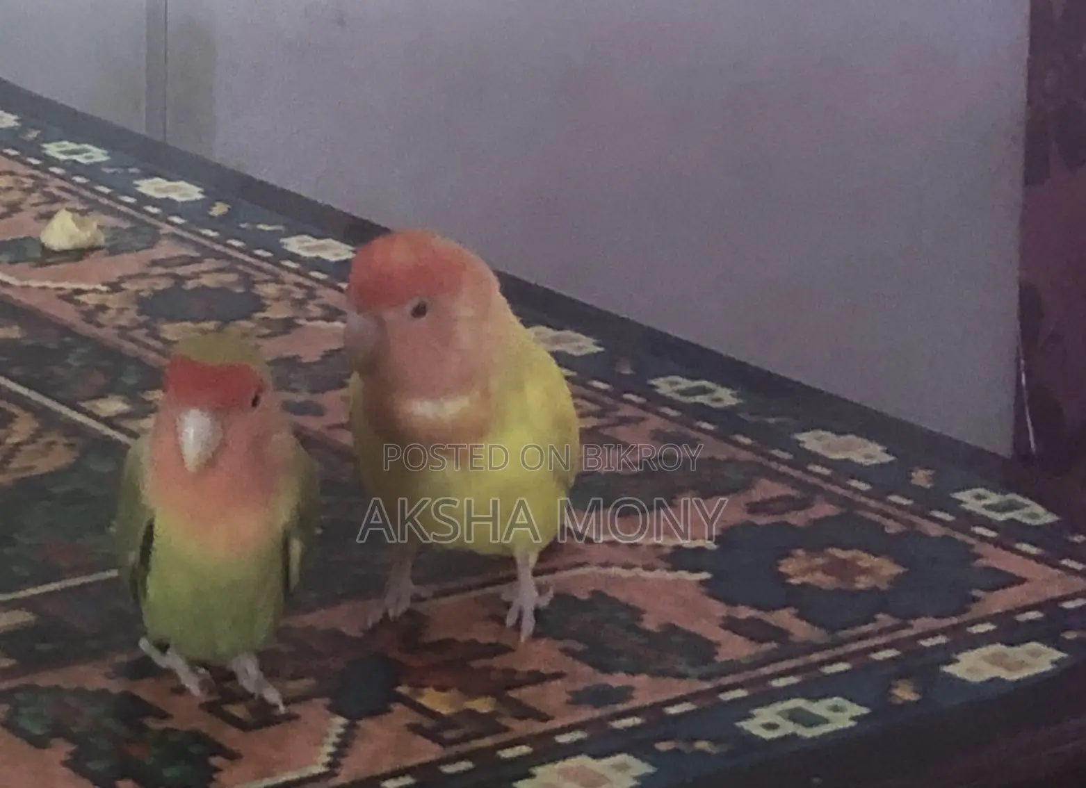 1 Pair of Lovebirds