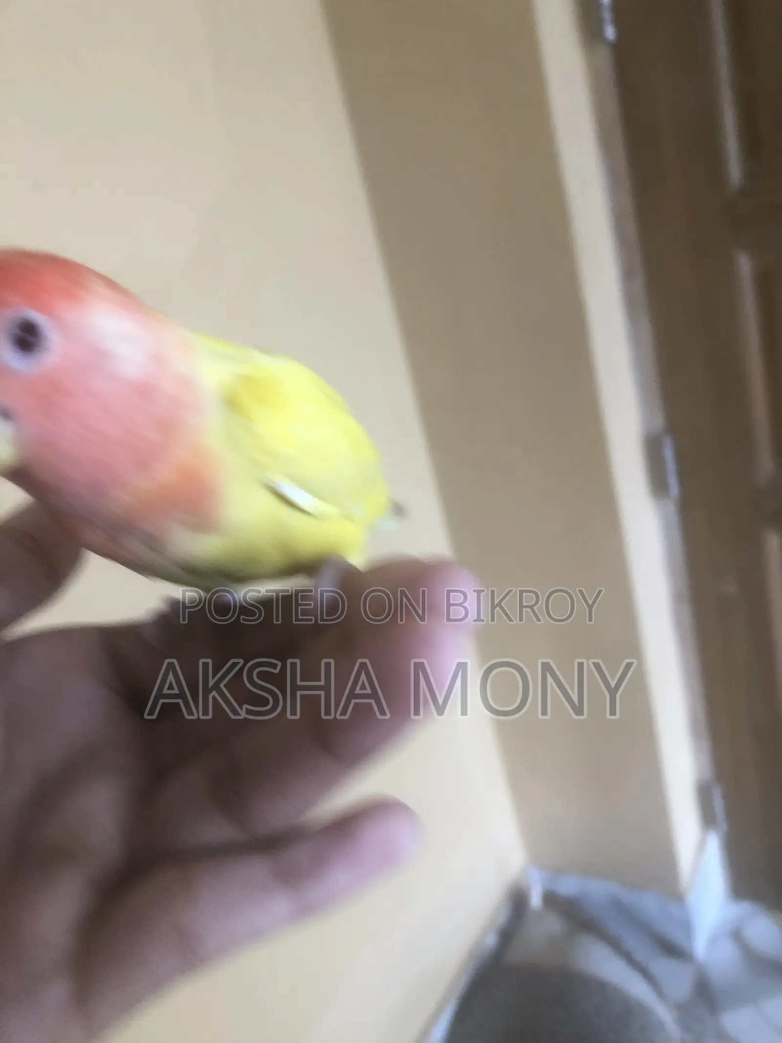 1 Pair of Lovebirds