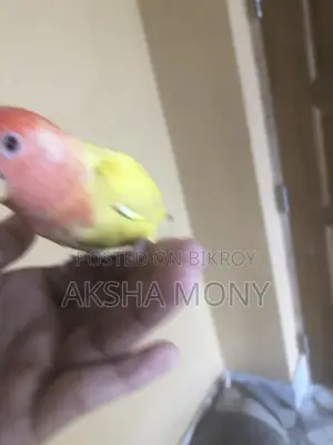 1 Pair of Lovebirds