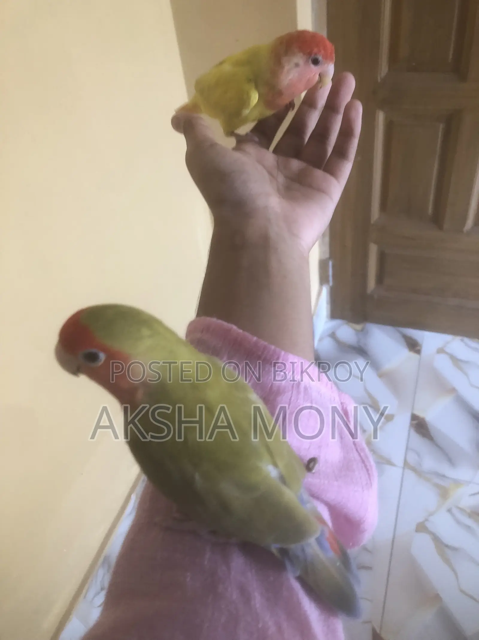1 Pair of Lovebirds