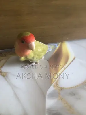 1 Pair of Lovebirds