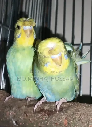 জাপানি বাজরিকা