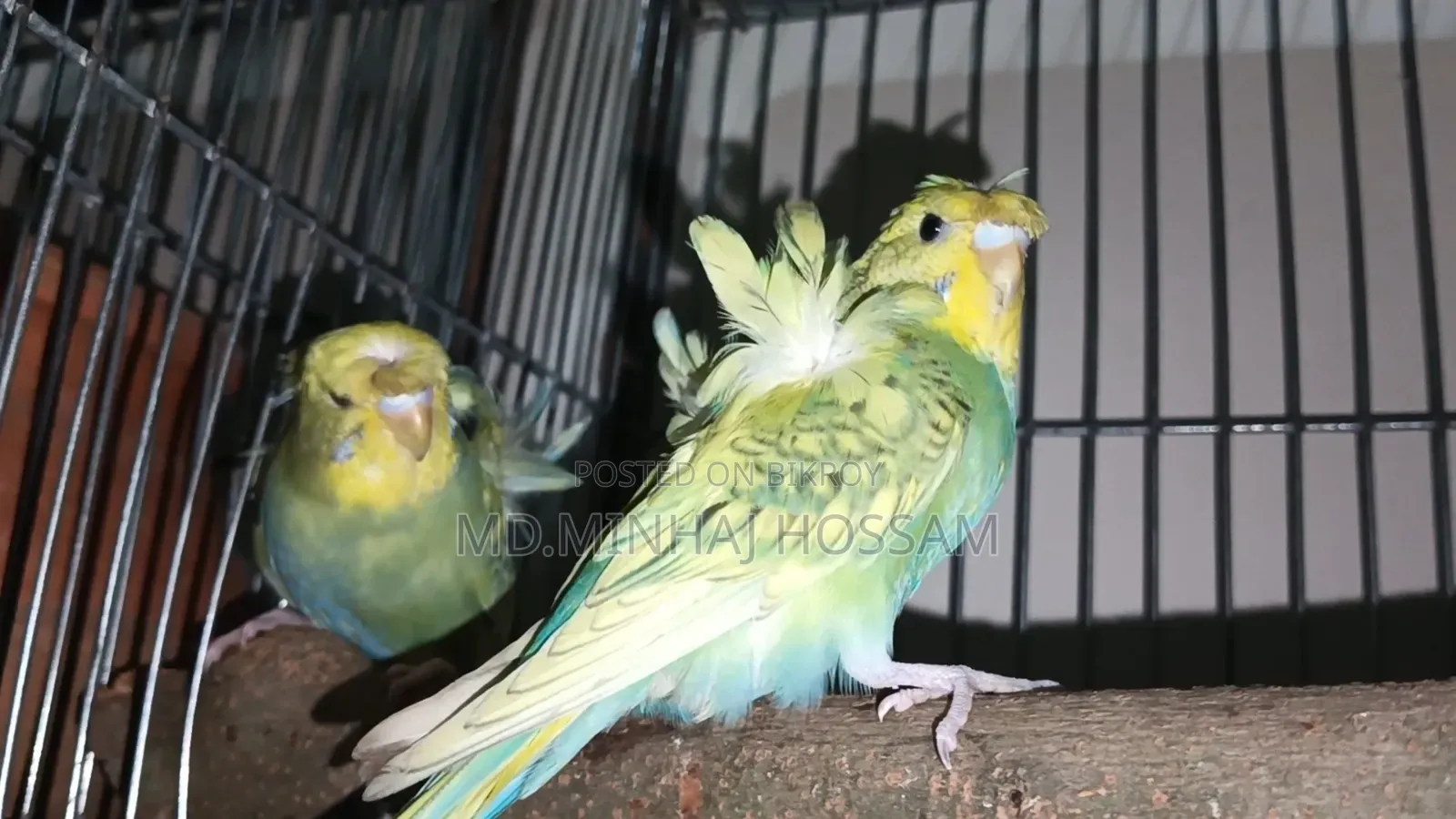 জাপানি বাজরিকা