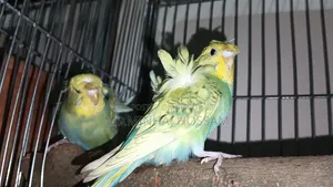 জাপানি বাজরিকা