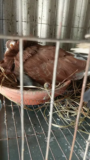 খুব ভালো মানের একজোড়া কোটাল এবং যত বিন কবুতর বাচ্চা নিয়ে বসে আছে,