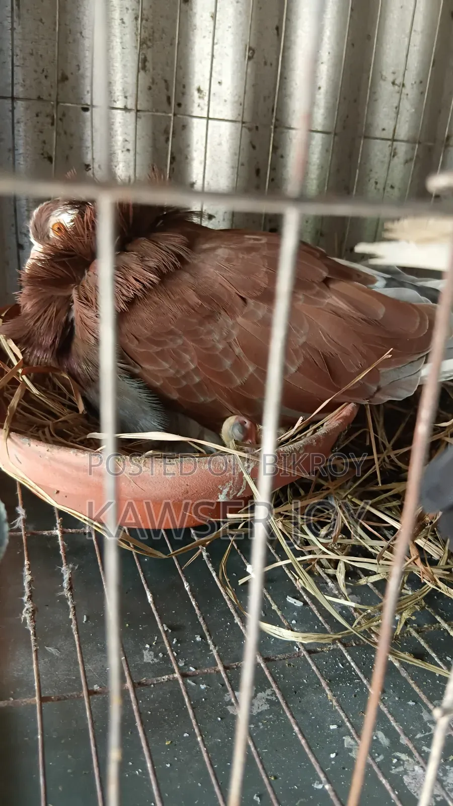 খুব ভালো মানের একজোড়া কোটাল এবং যত বিন কবুতর বাচ্চা নিয়ে বসে আছে,