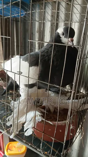 খুব ভালো মানের একজোড়া কোটাল এবং যত বিন কবুতর বাচ্চা নিয়ে বসে আছে,